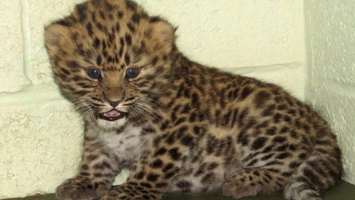 u-zooloskom-vrtu-prava-senzacija:-rodene-bebe-leoparda,-jedine-u-evropi-i-vec-su-postale-prava-atrakcija