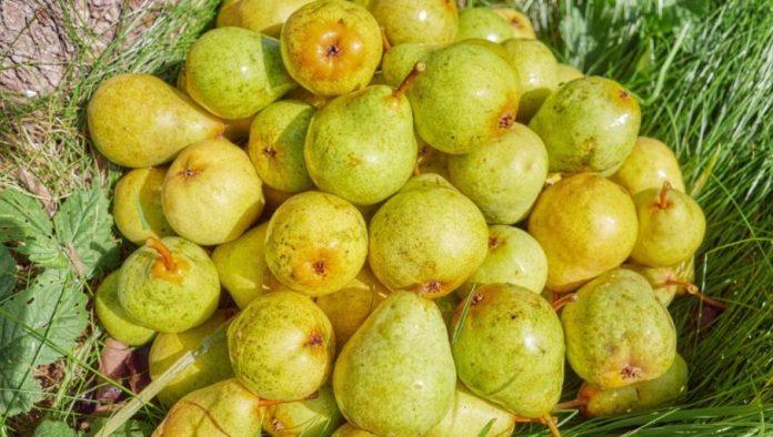 tri-perioda:-zasto-otpadaju-plodovi-vocaka-pre-berbe?