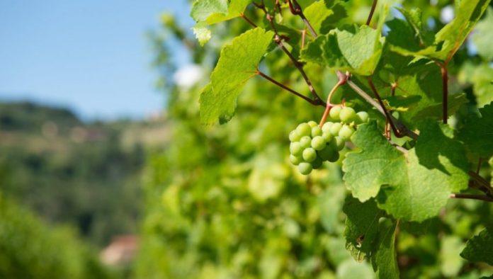 vocari,-ovo-resava-tri-stvari:-sta-je-to-oplemenjivanje-vocaka-i-vinove-loze?
