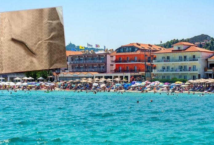 srbin-doneo-ovo-iz-pefkohorija,-a-da-nije-ni-znao:-kad-je-otvorio-kofer-sledio-se-od-straha-–-“pazite,-to-je-mene-ujelo”-foto