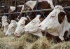 Srbija na listi zemalja koje ispunjavaju nove EU zahteve: Stroža pravila o upotrebi veterinarskih lekova srbija-na-listi-zemalja-koje-ispunjavaju-nove-eu-zahteve:-stroza-pravila-o-upotrebi-veterinarskih-lekova