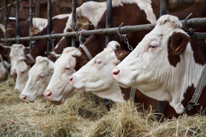 srbija-na-listi-zemalja-koje-ispunjavaju-nove-eu-zahteve:-stroza-pravila-o-upotrebi-veterinarskih-lekova