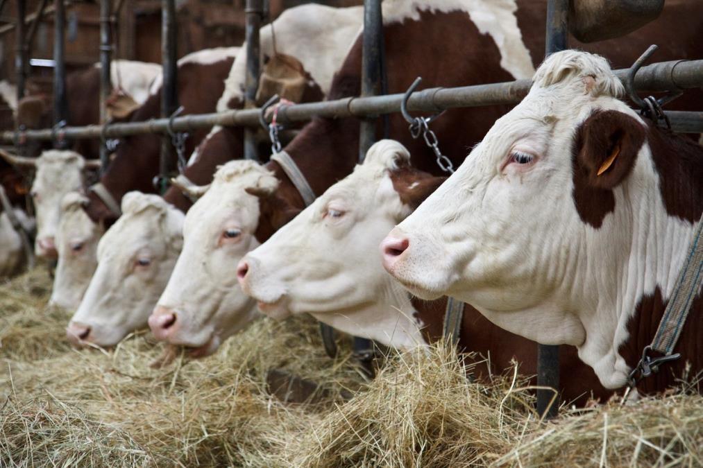 srbija-na-listi-zemalja-koje-ispunjavaju-nove-eu-zahteve:-stroza-pravila-o-upotrebi-veterinarskih-lekova srbija-na-listi-zemalja-koje-ispunjavaju-nove-eu-zahteve:-stroza-pravila-o-upotrebi-veterinarskih-lekova