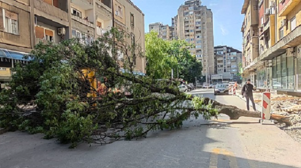 Пало-дрво-у-Обреновићевој-улици-у-Нишу Пало-дрво-у-Обреновићевој-улици-у-Нишу