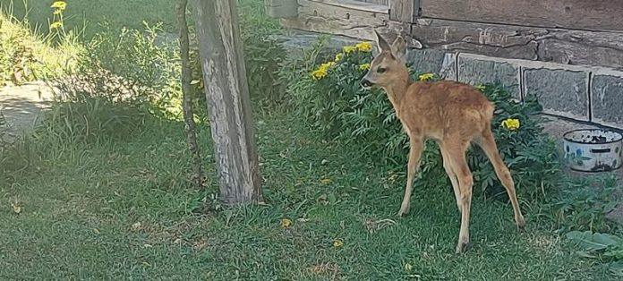 masan-je-glavna-atrakcija-u-selu!-vera-krenula-da-bere-pecurke,-a-vratila-se-kuci-sa-lanetom-u-narucju-–-sada-pije-mleko-na-flasicu-i-svi-ga-obozavaju-(foto)