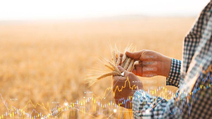 produktna-berza:-cena-kukuruza-i-psenice-na-minimumu,-jecam-pao-za-2,26%