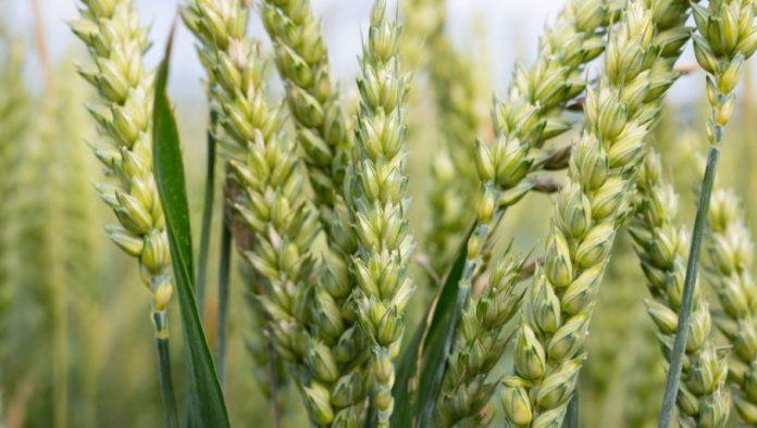 sta-kaze-produktna-berza?-trziste-psenice-i-kukuruza-belezi-slabu-traznju-–-a-evo-sta-se-trazi!