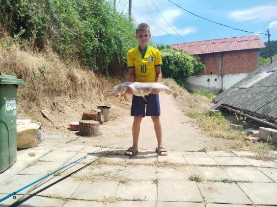 bravo,-majstore!-decak-(13)-upecao-stuku-od-10-kg!-rekordan-ulov-na-reci-toplici,-andrej-ponosan:-bila-je-ogromna-–-nikada-toliku-nisam-video!-(foto) bravo,-majstore!-decak-(13)-upecao-stuku-od-10-kg!-rekordan-ulov-na-reci-toplici,-andrej-ponosan:-bila-je-ogromna-–-nikada-toliku-nisam-video!-(foto)