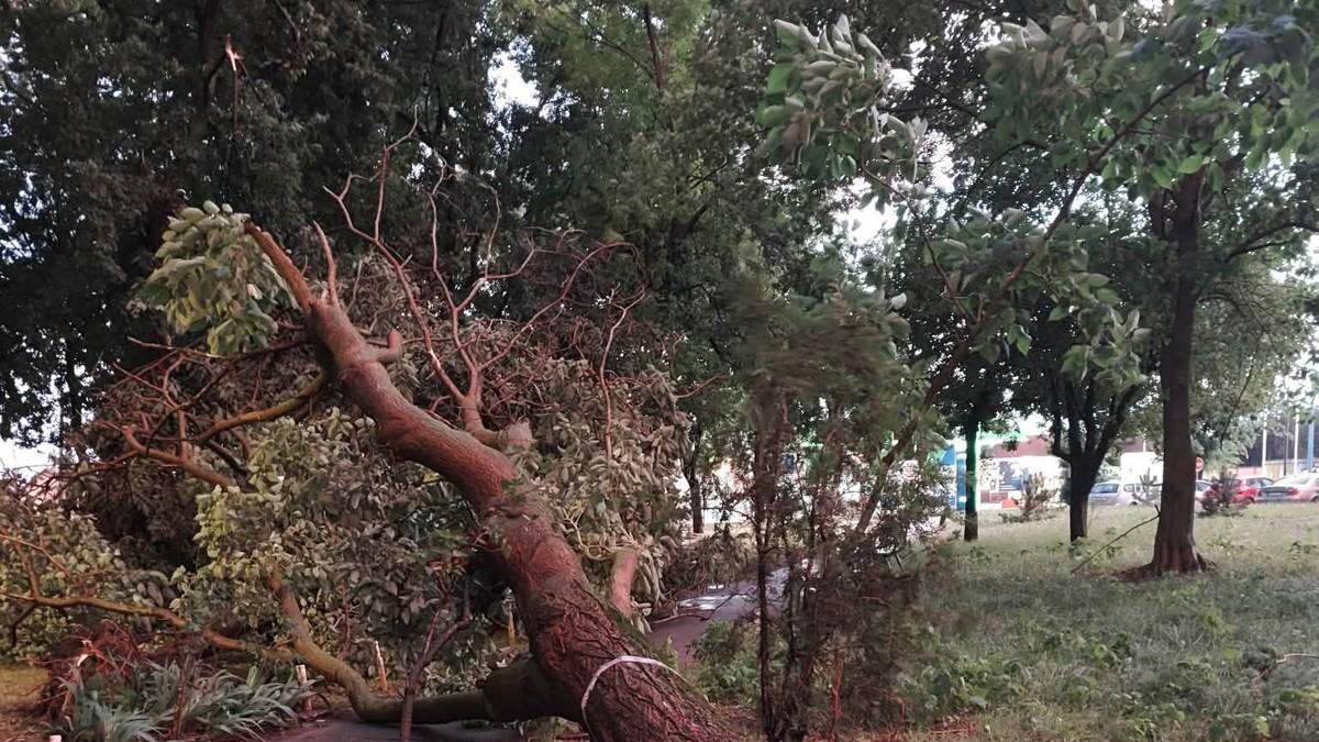 (foto,-video)-vetar-iscupao-drvo-iz-korena-i-bacio-ga-na-put!-stravicni-snimci-iz-subotice:-apokalipticne-scene-na-ulicama-posle-oluje (foto,-video)-vetar-iscupao-drvo-iz-korena-i-bacio-ga-na-put!-stravicni-snimci-iz-subotice:-apokalipticne-scene-na-ulicama-posle-oluje