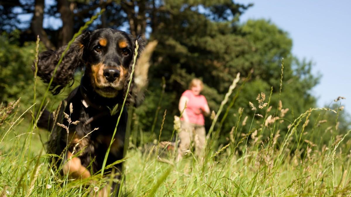 jedan-pas-sa-liste-tezak-je-svega-nekoliko-kilograma,-ali-ga-veterinar-smatra-medu-najnezgodnijima-za-pregled jedan-pas-sa-liste-tezak-je-svega-nekoliko-kilograma,-ali-ga-veterinar-smatra-medu-najnezgodnijima-za-pregled