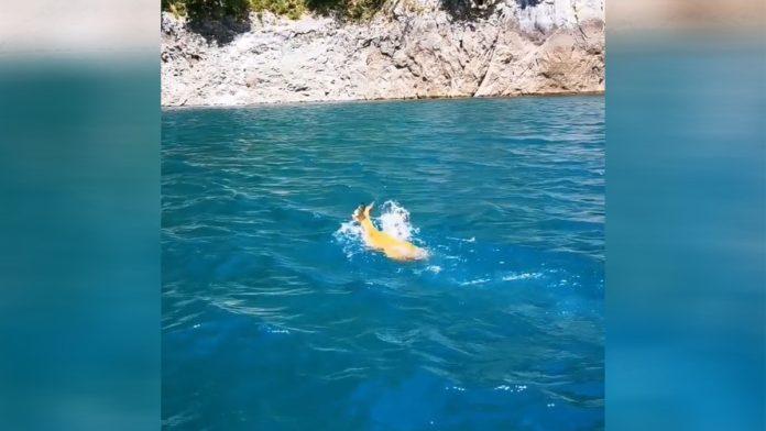 nestvari-prizori-na-pivskom-jezeru:-srna-ga-hrabro-preplivala,-ljudima-zastao-dah-od-lepote-(video)