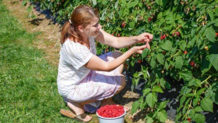 “vrline-i-mane”-srpske-maline:-najbolja-je-na-svetu,-ali-“skripi”-jedna-stvar