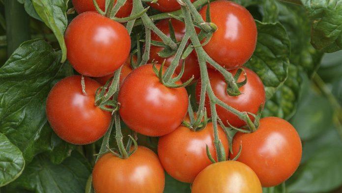 zaboravite-na-sve-sto-su-vas-bake-ucile:-ova-naopaka-metoda-garantuje-dzinovske-plodove-paradajza-i-neverovatno-obilan-rod