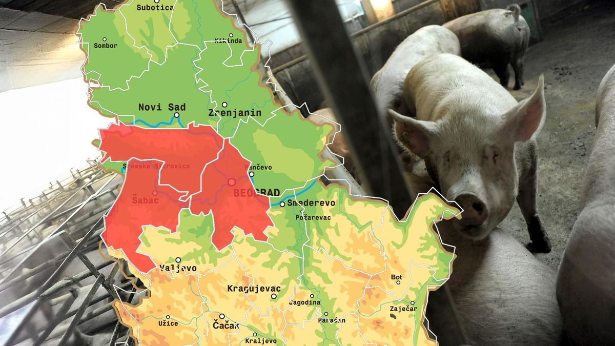 otkrivamo-sva-trenutna-zarista-africke-kuge-svinja-u-srbiji:-kako-se-prenosi,-da-li-je-opasna-po-ljude-i-kako-je-spreciti?-slede-hitne-mere-(mapa) otkrivamo-sva-trenutna-zarista-africke-kuge-svinja-u-srbiji:-kako-se-prenosi,-da-li-je-opasna-po-ljude-i-kako-je-spreciti?-slede-hitne-mere-(mapa)
