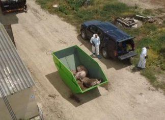 KUGA UGASILA OBORE U 496 GAZDINSTAVA: Posle eutanazije više od 11.000 svinja, zbog zaraze angažovan državni vrh kuga-ugasila-obore-u-496-gazdinstava:-posle-eutanazije-vise-od-11.000-svinja,-zbog-zaraze-angazovan-drzavni-vrh