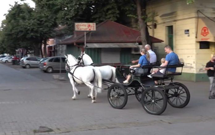 neverovatan-dozivljaj-i-ovog-leta-u-kikindi:-svake-nedelje-uvece-voznja-fijakerom!-mali-vujadin-(10)-iz-cikaga-odusevljen-(video)