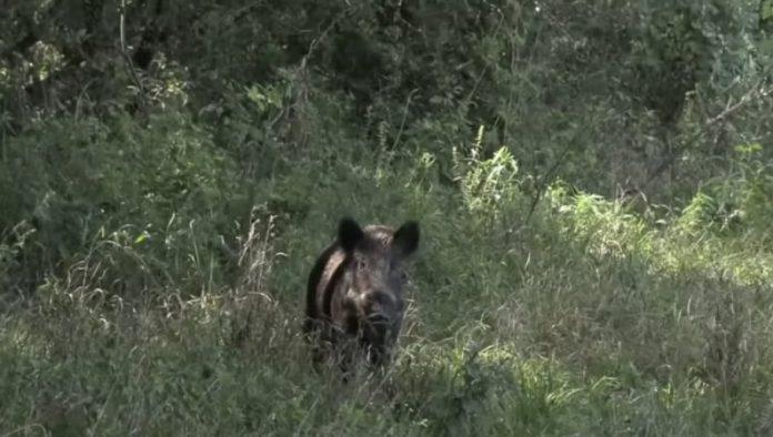 najezda-divljaci-na-usce:-divlje-zivotinje-se-i-ovog-leta-cesto-mogu-videti-u-urbanim-delovima-grada