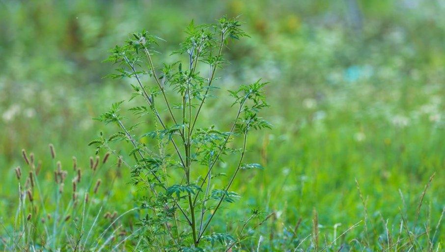 velika-opasnost:-zasto-je-vazno-uklanjati-ambroziju-na-parcelama? velika-opasnost:-zasto-je-vazno-uklanjati-ambroziju-na-parcelama?