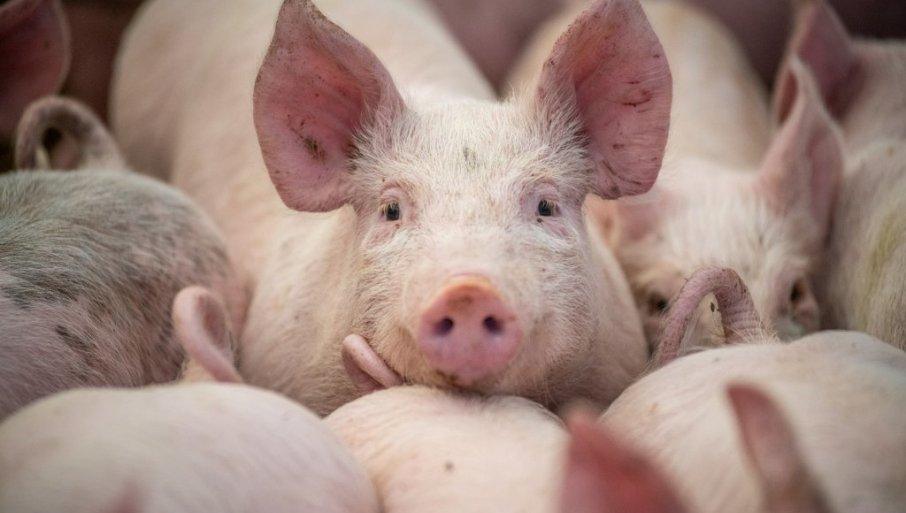 glamocic-se-obratio-i-najavio-ostre-mere:-“eutanazirano-ili-uginulo-oko-28.000-zivotinja” glamocic-se-obratio-i-najavio-ostre-mere:-“eutanazirano-ili-uginulo-oko-28.000-zivotinja”