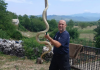 (FOTO) “IMAO SAM PUNE RUKE POSLA” Mišo u istom danu iz kuća izvadio 3 džinovske zmije i 3 legla stršljena: Ljudi ga mole da uzme pare, ali njegov odgovor ostavlja sve bez teksta (foto)-“imao-sam-pune-ruke-posla”-miso-u-istom-danu-iz-kuca-izvadio-3-dzinovske-zmije-i-3-legla-strsljena:-ljudi-ga-mole-da-uzme-pare,-ali-njegov-odgovor-ostavlja-sve-bez-teksta