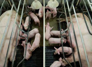 NOVE MERE U SRBIJI: Zabranjeno kretanje u pojedinim šumama, stižu stroge kontrole zbog opasnog virusa nove-mere-u-srbiji:-zabranjeno-kretanje-u-pojedinim-sumama,-stizu-stroge-kontrole-zbog-opasnog-virusa