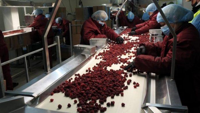 na-izmaku-berba-maline:-borba-za-dinar-vise