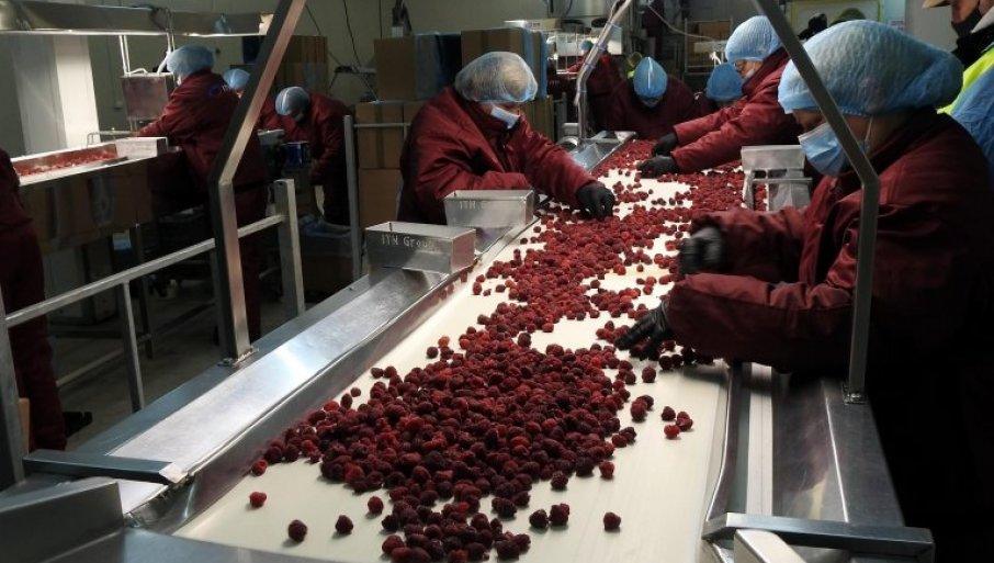 na-izmaku-berba-maline:-borba-za-dinar-vise na-izmaku-berba-maline:-borba-za-dinar-vise