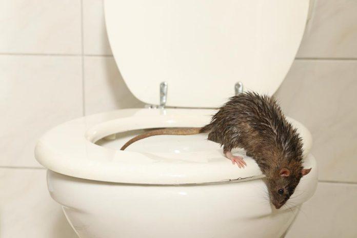 horor-u-kupatilu!-pacov-moze-da-stigne-i-na-13.-sprat:-ako-ga-ugledate-u-wc-solji,-ne-pustajte-vodu!