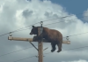 NEVEROVATAN PRIZOR! Medved se popeo na banderu visoku 10 metara i tamo ostao zarobljen: Snimak obišao internet, a ishod RASTUŽIO sve (VIDEO) neverovatan-prizor!-medved-se-popeo-na-banderu-visoku-10-metara-i-tamo-ostao-zarobljen:-snimak-obisao-internet,-a-ishod-rastuzio-sve-(video)