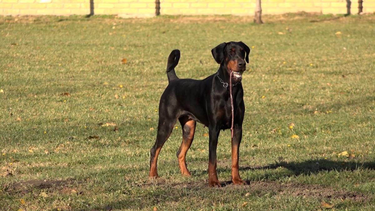 horor-u-boljevcima:-dobermani-izujedali-zenu horor-u-boljevcima:-dobermani-izujedali-zenu