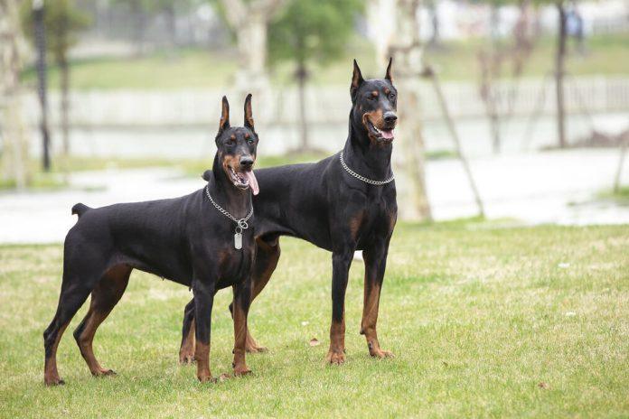 dobermani-napali-tinejdzerku,-vlasnik-je-branio,-pa-i-njega-izujedali:-detalji-drame-u-boljevcima-–-evo-gde-je-devojka-povredena