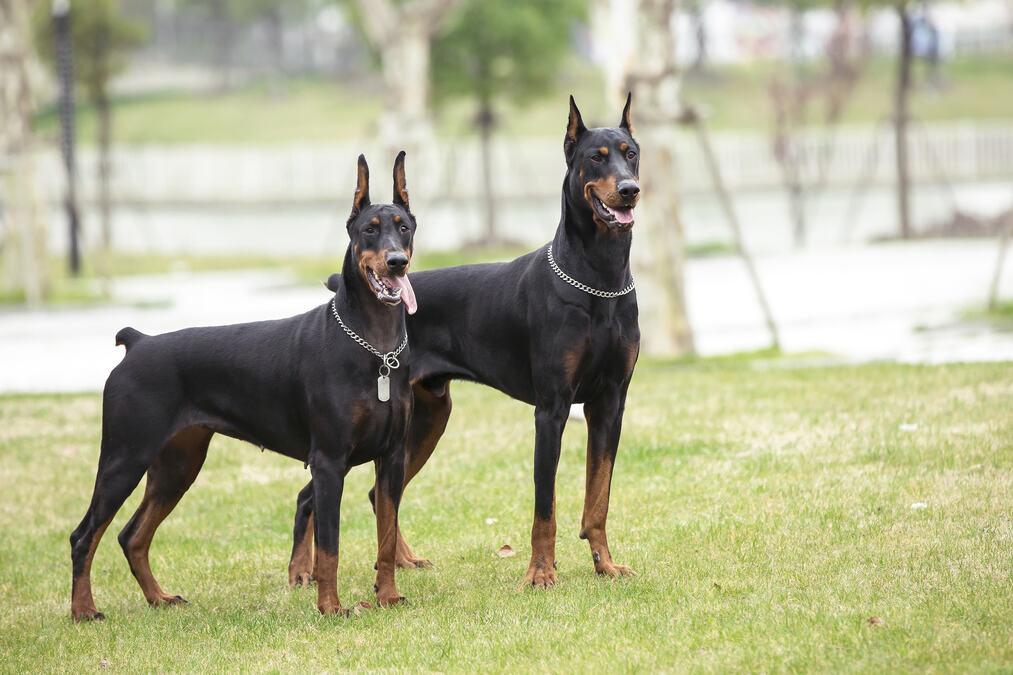 dobermani-napali-tinejdzerku,-vlasnik-je-branio,-pa-i-njega-izujedali:-detalji-drame-u-boljevcima-–-evo-gde-je-devojka-povredena dobermani-napali-tinejdzerku,-vlasnik-je-branio,-pa-i-njega-izujedali:-detalji-drame-u-boljevcima-–-evo-gde-je-devojka-povredena