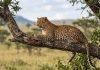 KAO U FILMU: Leopard uleteo u radnju, usledila borba za život (VIDEO) kao-u-filmu:-leopard-uleteo-u-radnju,-usledila-borba-za-zivot-(video)