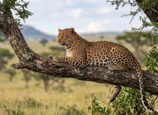 KAO U FILMU: Leopard uleteo u radnju, usledila borba za život (VIDEO) kao-u-filmu:-leopard-uleteo-u-radnju,-usledila-borba-za-zivot-(video)
