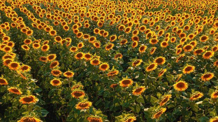 suncokretu-se-smesi-odlican-rod,-kukuruzu-potrebno-jos-kise