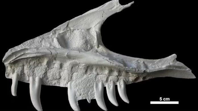 retki-fosil-dinosaurusa-pronaden-u-kanadi-menja-dosadasnje-razumevanje-drevnih-predatora:-“pronasli-smo-“deda-unuka”-t-reksa”