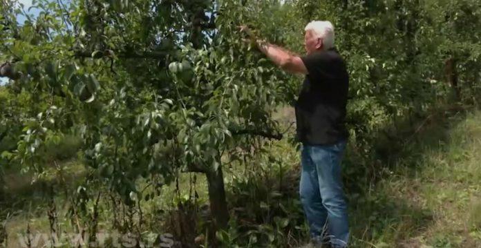 “zivim-sa-ovim-biljkama-kao-sa-decom,-ovo-nije-uradio-poljoprivrednik!”-deda-bozidaru-(85)-uoci-berbe-isekli-228-stabala-kruske:-steta-je-preko-5-miliona-dinara