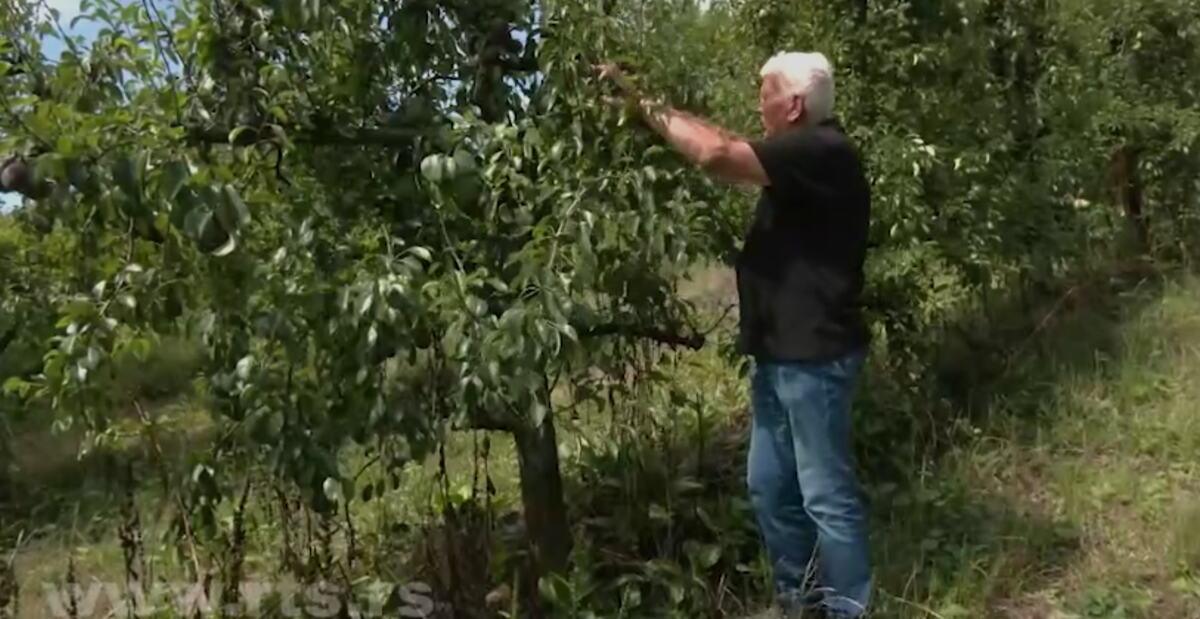 “zivim-sa-ovim-biljkama-kao-sa-decom,-ovo-nije-uradio-poljoprivrednik!”-deda-bozidaru-(85)-uoci-berbe-isekli-228-stabala-kruske:-steta-je-preko-5-miliona-dinara “zivim-sa-ovim-biljkama-kao-sa-decom,-ovo-nije-uradio-poljoprivrednik!”-deda-bozidaru-(85)-uoci-berbe-isekli-228-stabala-kruske:-steta-je-preko-5-miliona-dinara