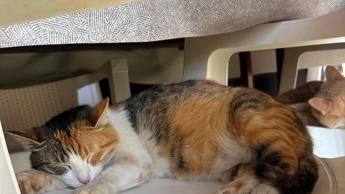 mnogi-pustaju-macke-napolje-i-ne-znaju-kakav-rizik-preuzimaju:-veterinari-otkrili-kako-da-ih-zastitite-od-velikih-vrucina mnogi-pustaju-macke-napolje-i-ne-znaju-kakav-rizik-preuzimaju:-veterinari-otkrili-kako-da-ih-zastitite-od-velikih-vrucina