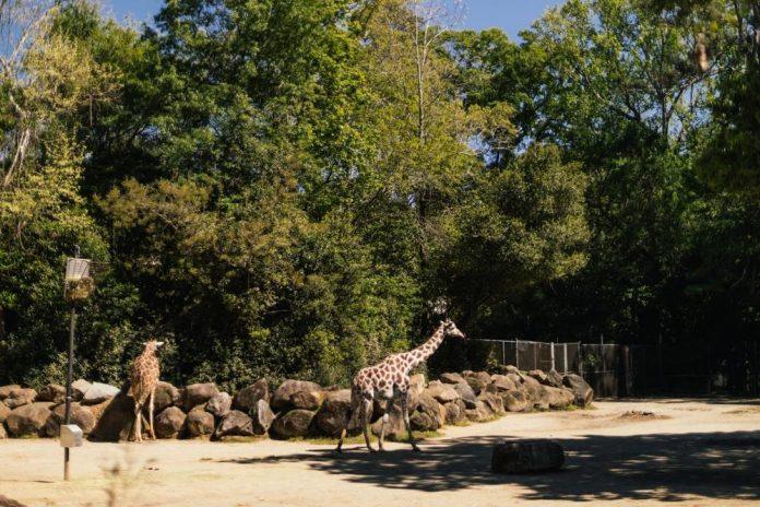 tropski-talas-przi-prestonicu:-ovako-se-rashladuju-stanovnici-beo-zoo-vrta-tokom-toplotnog-talasa!-evo-ko-i-na-40-stepeni-trazi-grejanje