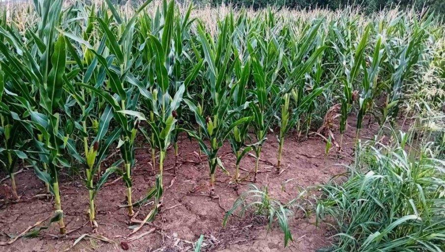 agroekonomski-analiticar-o-susnom-periodu:-poljoprivredna-sezona-bolja-nego-lane agroekonomski-analiticar-o-susnom-periodu:-poljoprivredna-sezona-bolja-nego-lane