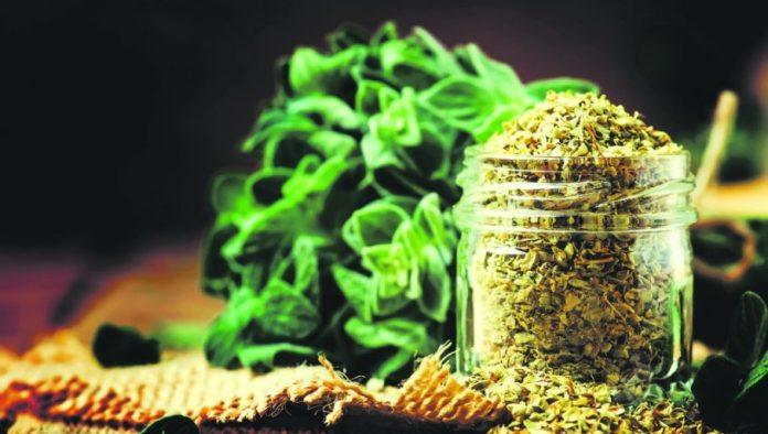 vazan-deo-narodne-medicine:-vranilova-trava-(divlji-origano)-umiruje-kasalj