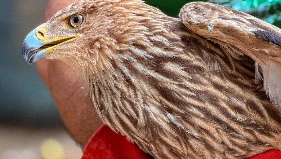 feliks-ponovo-na-slobodi:-mladunac-orla-krstasa-posle-zatocenistva,-povratka-u-domovinu-i-oporavka-u-zoo-vrtu-palic-poleteo-u-prirodu feliks-ponovo-na-slobodi:-mladunac-orla-krstasa-posle-zatocenistva,-povratka-u-domovinu-i-oporavka-u-zoo-vrtu-palic-poleteo-u-prirodu