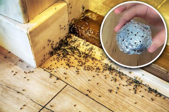 samo-4-stvari-iz-kuhinje-resavaju-problem:-jednostavan-trik-koji-ekspresno-tera-mrave-iz-kuce