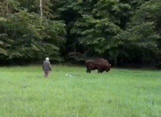 BIZON OBORIO TURISTU U ŠUMI: Domišljata reakcija jednog čoveka spasila sve, izbegnuta tragedija u minuti (VIDEO) bizon-oborio-turistu-u-sumi:-domisljata-reakcija-jednog-coveka-spasila-sve,-izbegnuta-tragedija-u-minuti-(video)