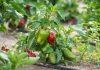 JEDNA PAPRIKA MOŽE DA RODI I 40 PLODOVA: Većina ljudi pravi istu grešku jedna-paprika-moze-da-rodi-i-40-plodova:-vecina-ljudi-pravi-istu-gresku