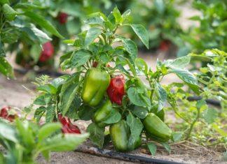 JEDNA PAPRIKA MOŽE DA RODI I 40 PLODOVA: Većina ljudi pravi istu grešku jedna-paprika-moze-da-rodi-i-40-plodova:-vecina-ljudi-pravi-istu-gresku