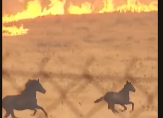 Tri divlja konja u Grčkoj očajnički pokušavaju da pobegnu od požara! Potresan snimak širi se mrežama i nosi važnu poruku za sve nas (VIDEO) tri-divlja-konja-u-grckoj-ocajnicki-pokusavaju-da-pobegnu-od-pozara!-potresan-snimak-siri-se-mrezama-i-nosi-vaznu-poruku-za-sve-nas-(video)