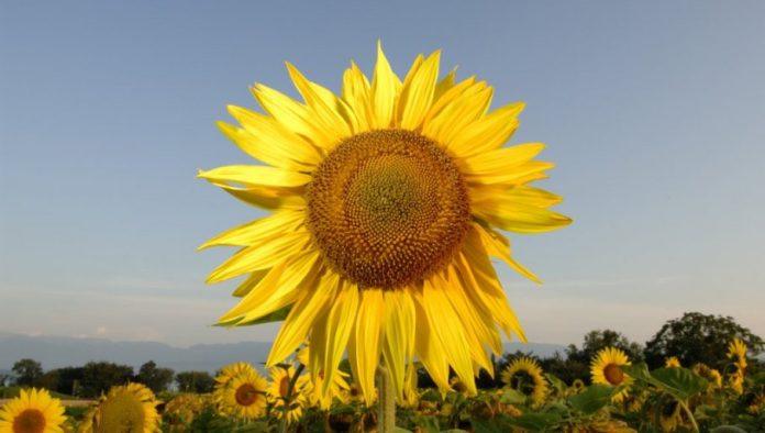 susu-podnosi,-profit-donosi:-suncokret-sve-privlacniji-domacim-ratarima