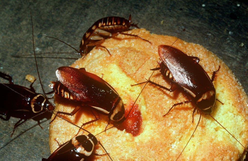 kako-se-zauvek-resiti-bubasvaba:-trik-od-2-sastojka-iz-apoteke-i-kuhinje-koji-ih-unistava kako-se-zauvek-resiti-bubasvaba:-trik-od-2-sastojka-iz-apoteke-i-kuhinje-koji-ih-unistava